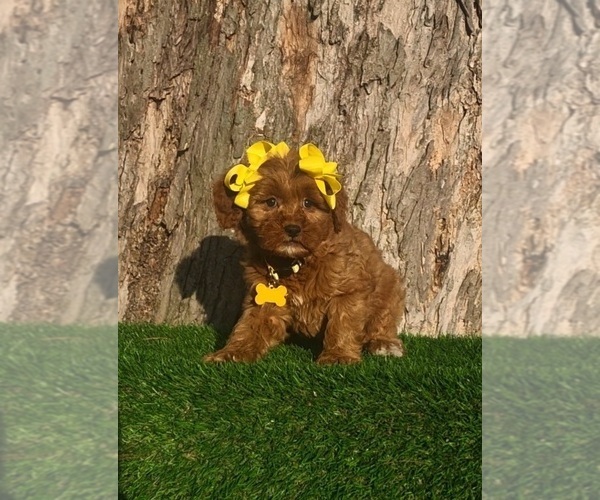 Medium Photo #3 Goldendoodle (Miniature) Puppy For Sale in INDIANAPOLIS, IN, USA