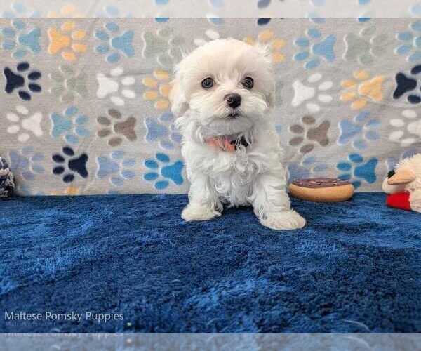 Medium Photo #13 Maltese Puppy For Sale in OCALA, FL, USA
