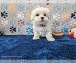 Puppy Macaroni Maltese