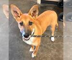 Small Australian Kelpie-Basenji Mix