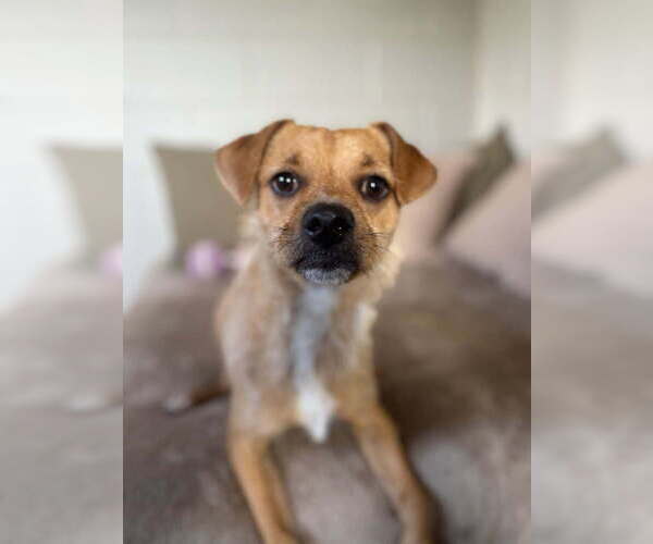 Medium Photo #4 Mutt Puppy For Sale in San Leon, TX, USA