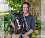 Small Photo #4 Boston Terrier-Unknown Mix Puppy For Sale in Washington, DC, USA