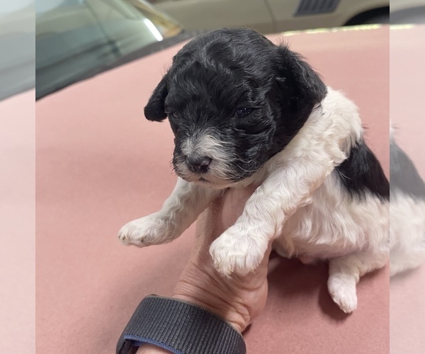 Medium Photo #4 Maltipoo Puppy For Sale in JASPER, GA, USA