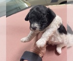 Small Photo #4 Maltipoo Puppy For Sale in JASPER, GA, USA