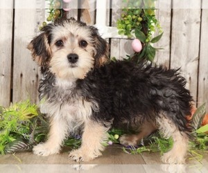 Yo-Chon Puppy for sale in MOUNT VERNON, OH, USA