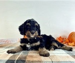 Small #3 Bernedoodle (Miniature)