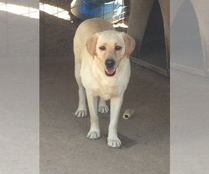 Mother of the Labrador Retriever puppies born on 02/18/2026
