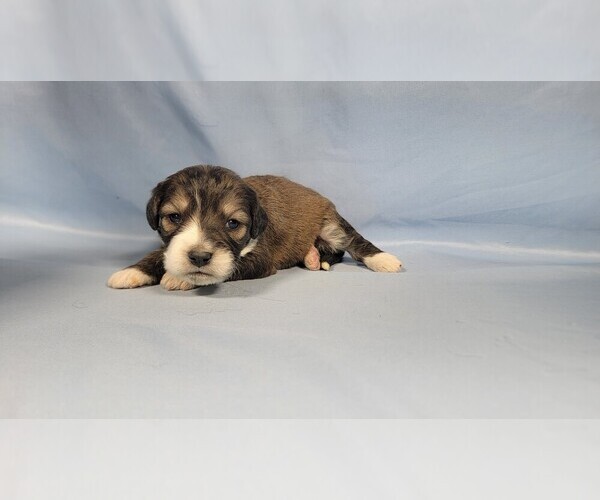 Medium Photo #74 Bernedoodle (Miniature) Puppy For Sale in BLACK FOREST, CO, USA