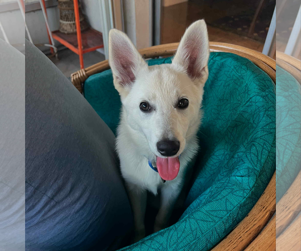 Medium Photo #1 - Mix Puppy For Sale in Hoffman Estates, IL, USA
