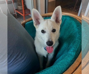 - Mix Dogs for adoption in Hoffman Estates, IL, USA