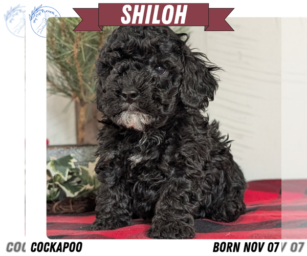 Medium Photo #1 Cockapoo (Miniature) Puppy For Sale in GOSHEN, IN, USA