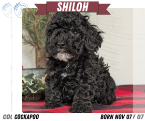 Medium Cockapoo (Miniature)