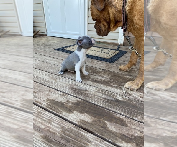 Medium Photo #5 Faux Frenchbo Bulldog Puppy For Sale in FREDONIA, KS, USA