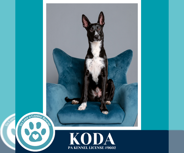 Medium Photo #17 Border Collie-Unknown Mix Puppy For Sale in Kimberton, PA, USA