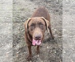 Small Photo #1 Labrador Retriever Puppy For Sale in OSYKA, MS, USA