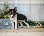 Small #1 Fox Terrier (Toy)