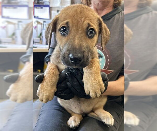 Medium Photo #1 Mutt Puppy For Sale in Stockton, CA, USA