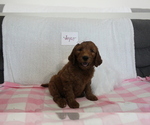 Puppy 4 Goldendoodle-Poodle (Standard) Mix