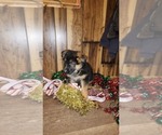 Small Photo #16 German Shepherd Dog Puppy For Sale in GREENWOOD, WI, USA