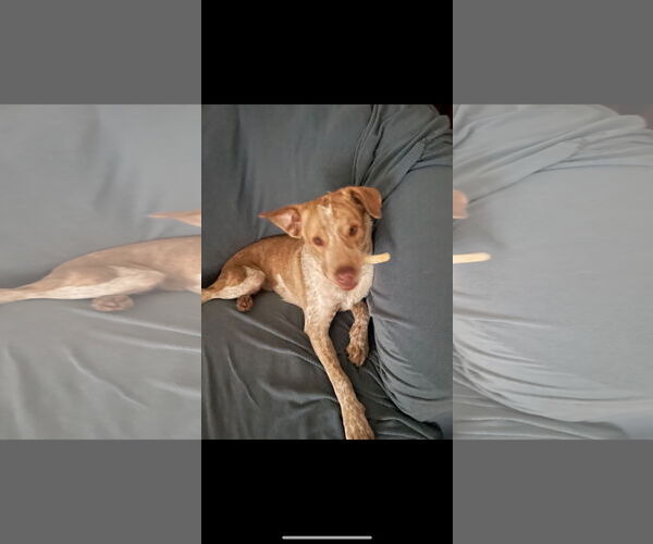 Medium Photo #15 Mutt Puppy For Sale in Garden City, NY, USA