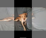 Small #14 Mutt