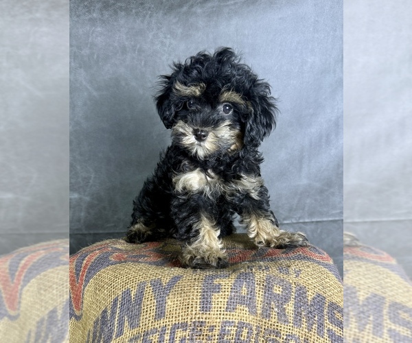 Medium Photo #5 Cavapoo (Miniature) Puppy For Sale in OCALA, FL, USA