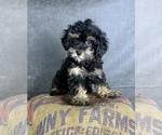 Small #4 Cavapoo (Miniature)