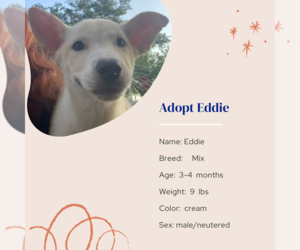 Mutt Dogs for adoption in Naples, FL, USA