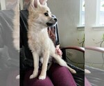 Small Photo #17 Pomsky Puppy For Sale in LOVELAND, CO, USA