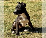 Small #2 Labrador Retriever Mix