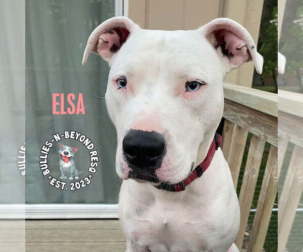 Medium Photo #7 American Pit Bull Terrier-Unknown Mix Puppy For Sale in Omaha, NE, USA
