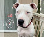 Small #6 American Pit Bull Terrier Mix