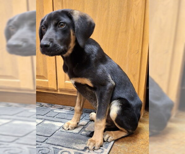 Medium Photo #2 Catahoula Leopard Dog-Coonhound Mix Puppy For Sale in Mountain View, AR, USA