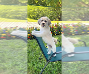 Tino - Male Shih Tzu-Unknown Mix Dog for Adoption - Photo #8