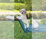 Small Photo #8 Shih Tzu-Unknown Mix Puppy For Sale in Weston, FL, USA
