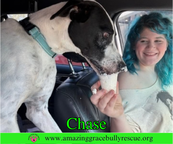 Medium Photo #3 Greyhound-Jack Russell Terrier Mix Puppy For Sale in Milton, FL, USA