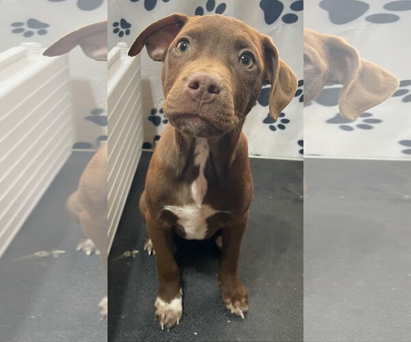 Medium Photo #1 Mutt Puppy For Sale in Tracy City, TN, USA