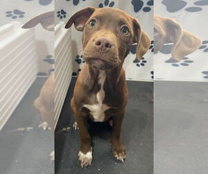 Mutt Dogs for adoption in Tracy City, TN, USA