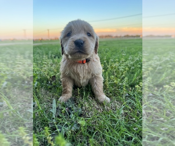 Medium Photo #1 Golden Retriever Puppy For Sale in CHINA SPRING, TX, USA