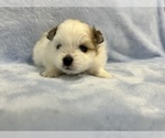 Small #30 Pomeranian