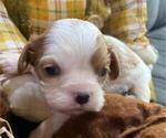 Image preview for Ad Listing. Nickname: Coco