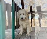 Small Photo #1 Goldendoodle Puppy For Sale in KNOB NOSTER, MO, USA