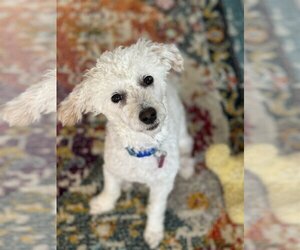 Poodle (Toy) Dogs for adoption in Pacolet, SC, USA