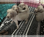 Small Photo #4 Weimaraner Puppy For Sale in ELKTON, KY, USA
