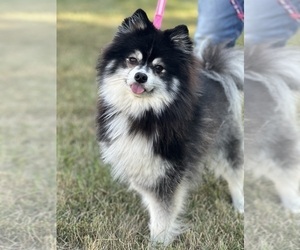 Pomsky Puppy for sale in KANSAS CITY, MO, USA