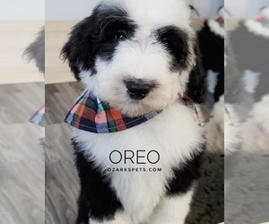 Sheepadoodle Puppy for sale in SEYMOUR, MO, USA