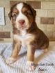 Puppy 3 Miniature Australian Shepherd