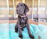 Small Photo #2 Labrador Retriever Puppy For Sale in MURRIETA, CA, USA