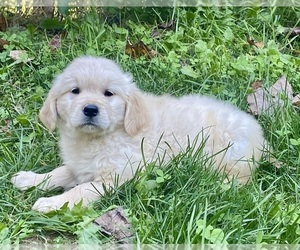 Golden Retriever Puppy for Sale in WEAVERVILLE, North Carolina USA