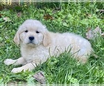 Small Golden Retriever